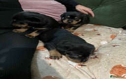 Rottweiler dogs for sale: Beautiful Rottweiler puppies  - Image 14
