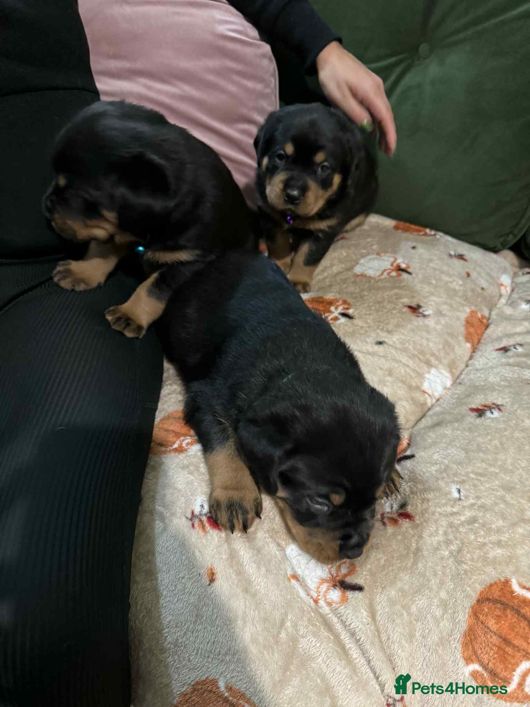 Rottweiler dogs for sale: Beautiful Rottweiler puppies  - Image 14