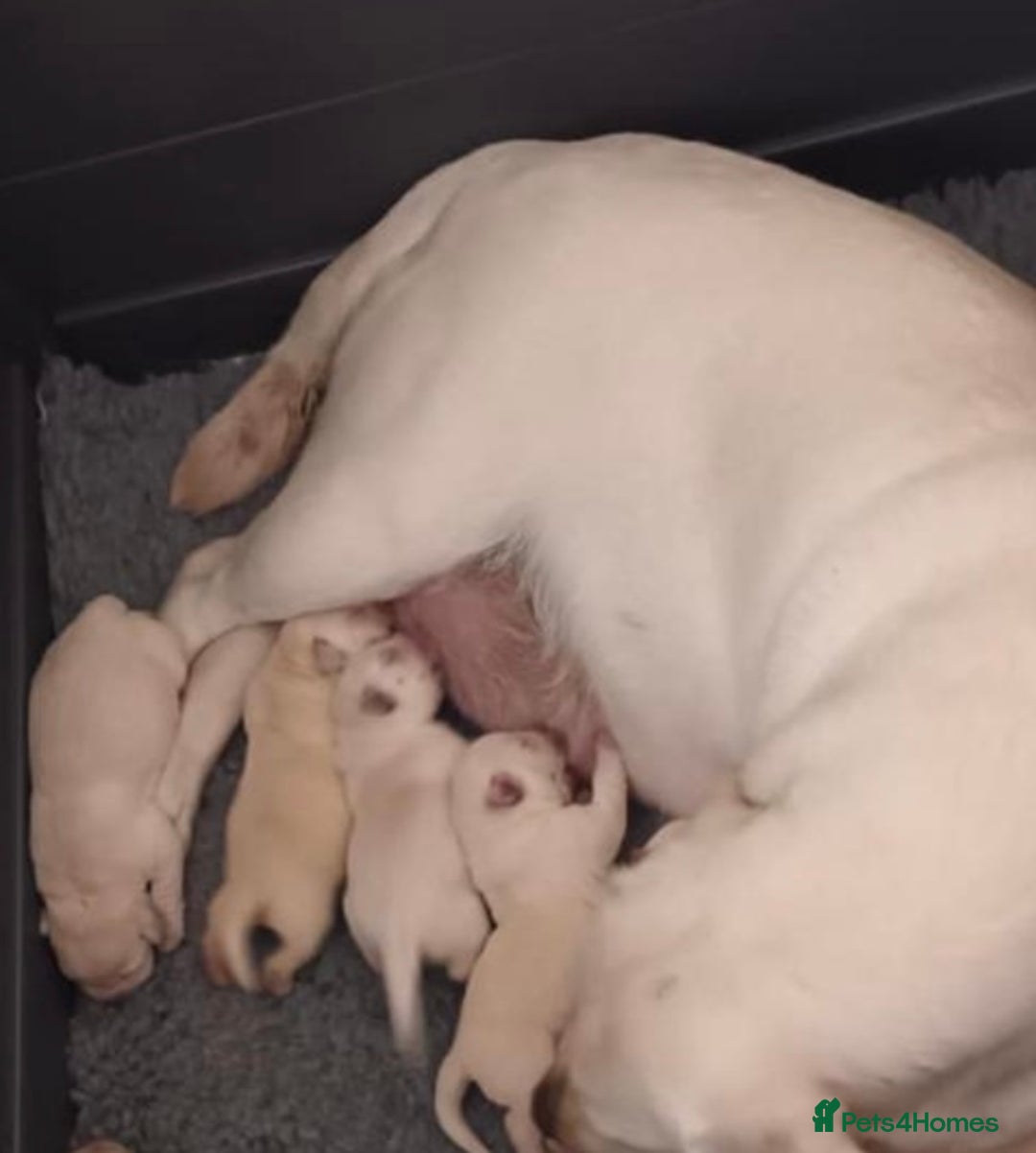 Labrador Retriever dogs for sale: Female Labrador Puppies - Advert 4