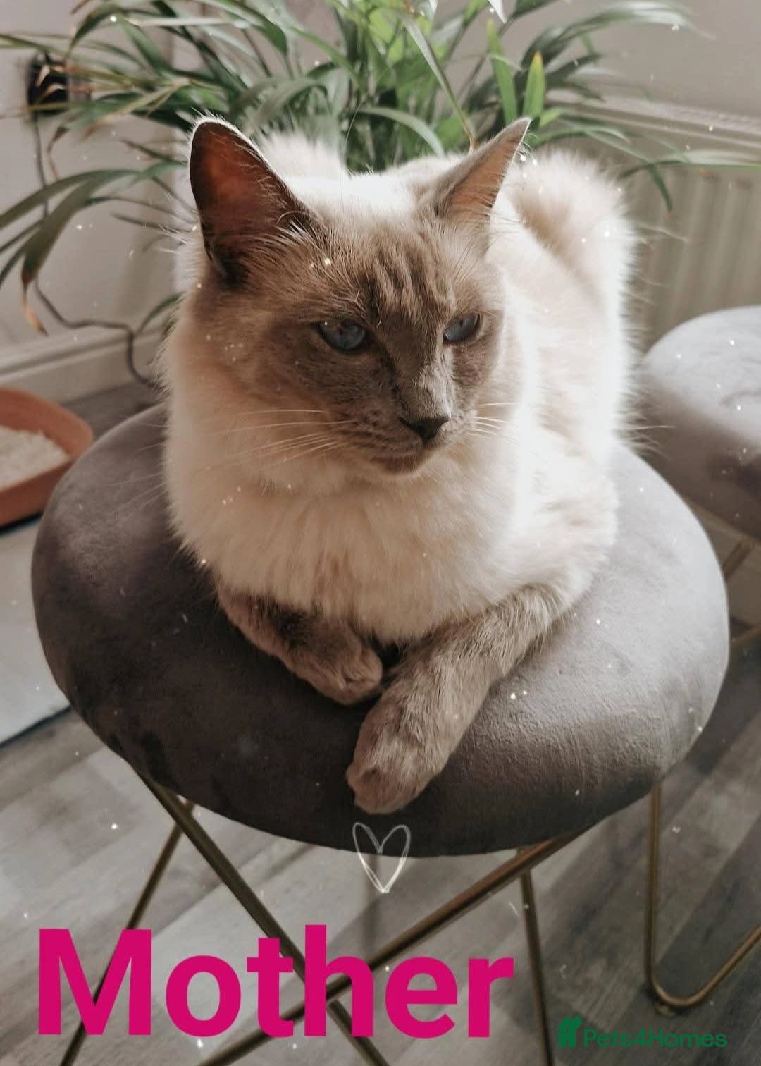 Ragdoll cats for sale: Sweet kitties looking good home 🏡  - Image 1
