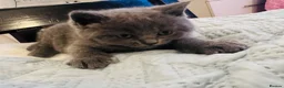 British Shorthair cats for sale: British Shorthair Kitten  - Advert 12
