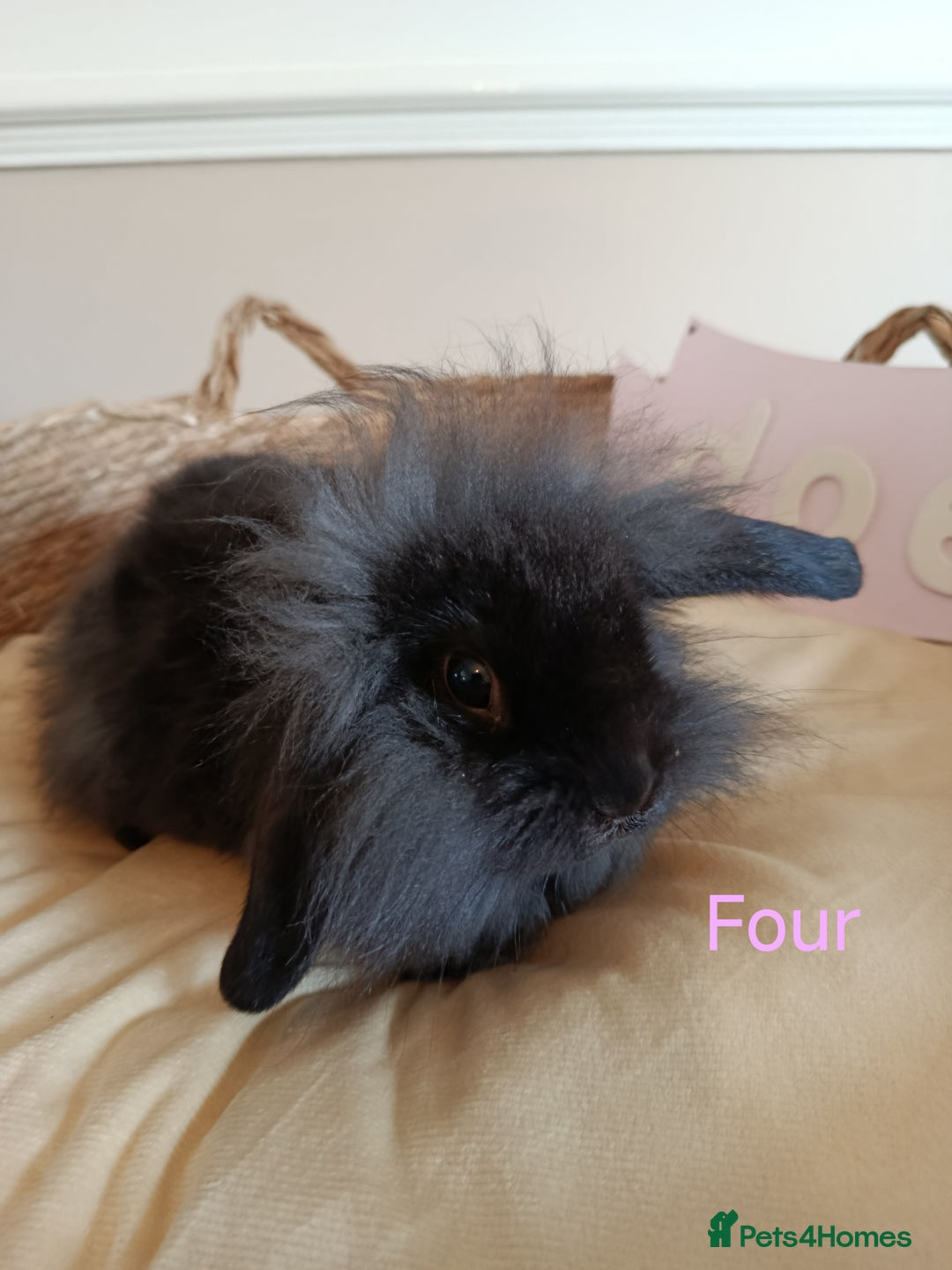 Mini Lop rabbits for sale: Fantastic mini lop babies forsale  - Image 16