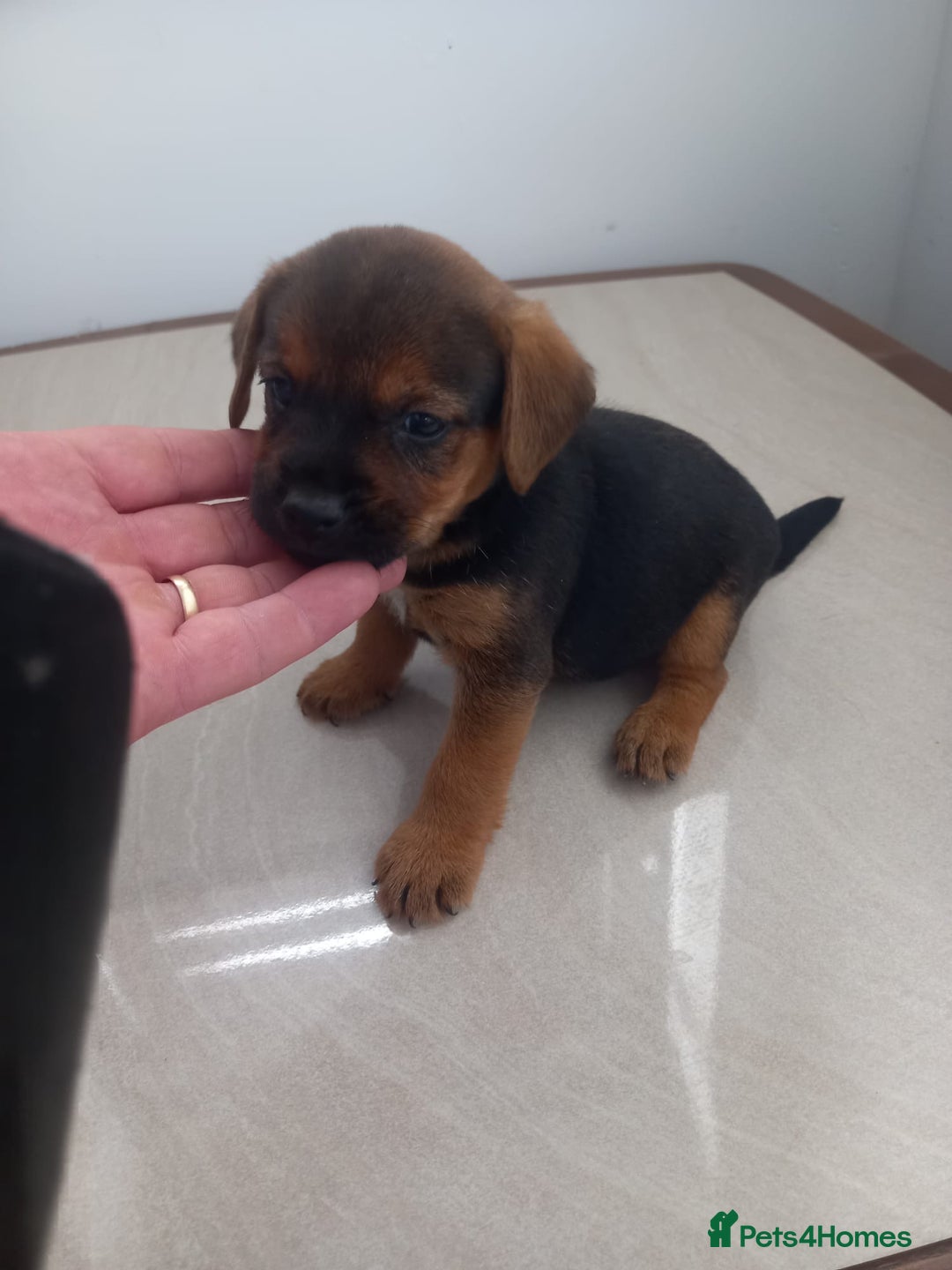 Mixed Breed dogs for sale: Patterdale x border terrier  - Image 9