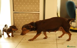 Jack Russell dogs for sale: Beautiful Jack Russell Puppies for sale - Image 16