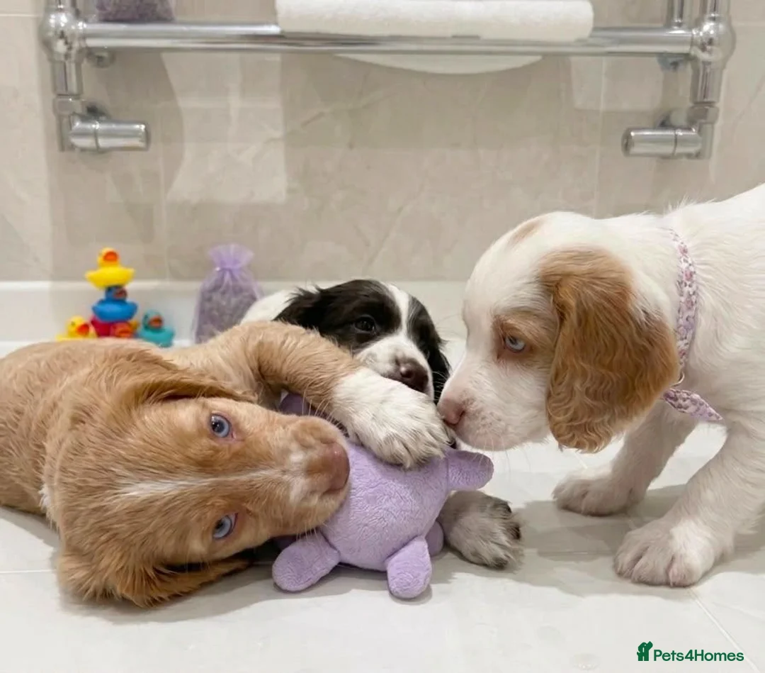 Cocker Spaniel dogs for sale: Cocker spaniel puppies in Romford - Advert 2