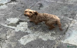 Cockapoo dogs for sale: Cockapoo girl 19 month old  - Image 1