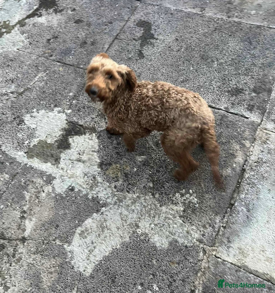 Cockapoo dogs for sale: Cockapoo girl 19 month old  - Image 1