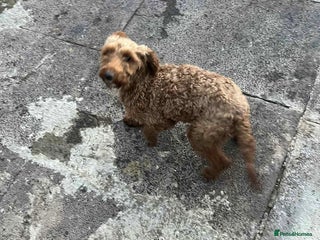 Cockapoo dogs - Advert 1