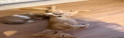 Miniature Dachshund dogs for sale: Isabella dapple Piebold  - Advert 3
