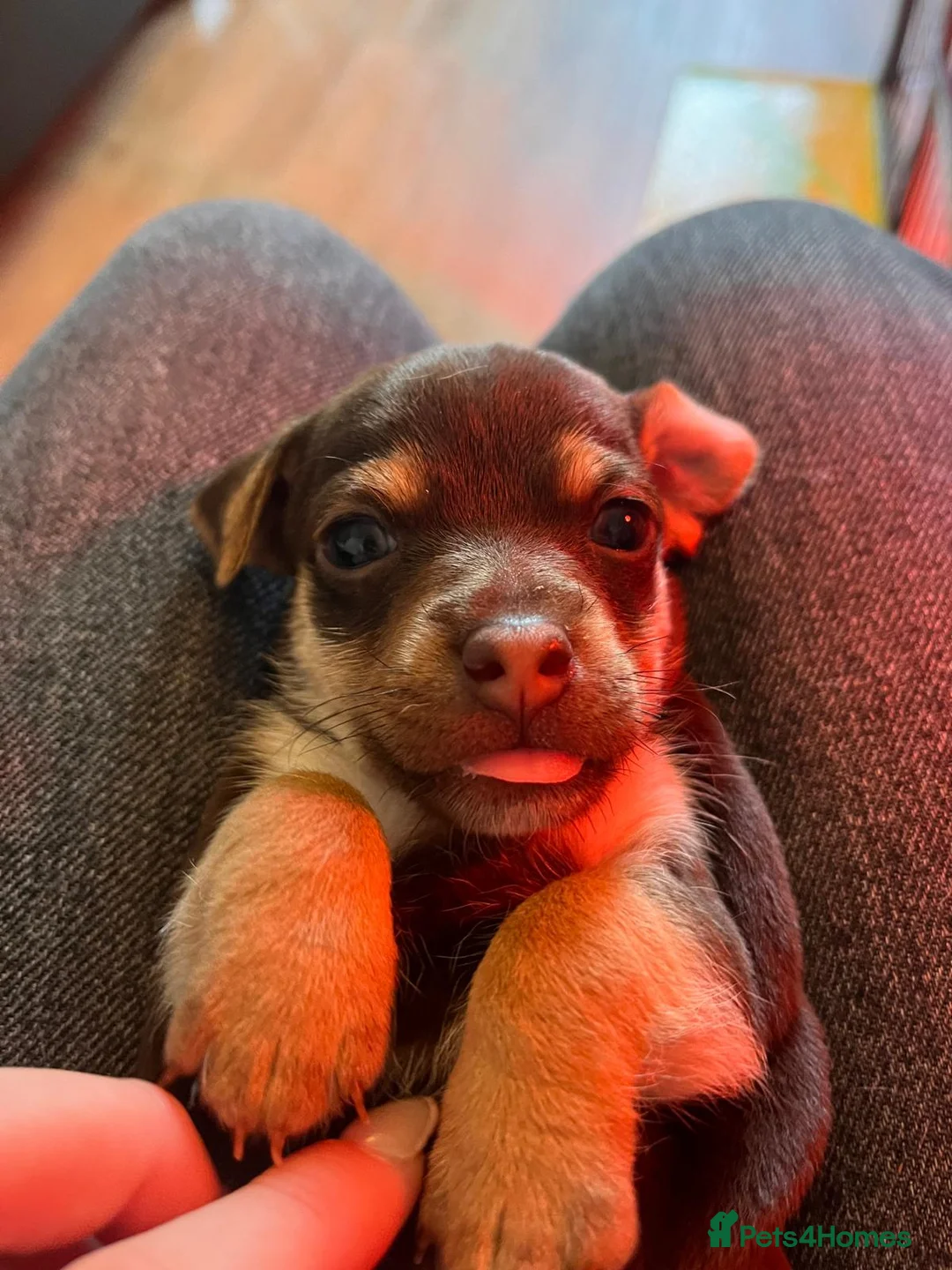 Jack Russell dogs for sale: Jack Russell pups  - Advert 7