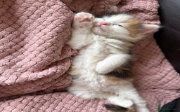 Ragdoll cats for sale: Adorable Ragdoll Kittens Ready Now - Image 2