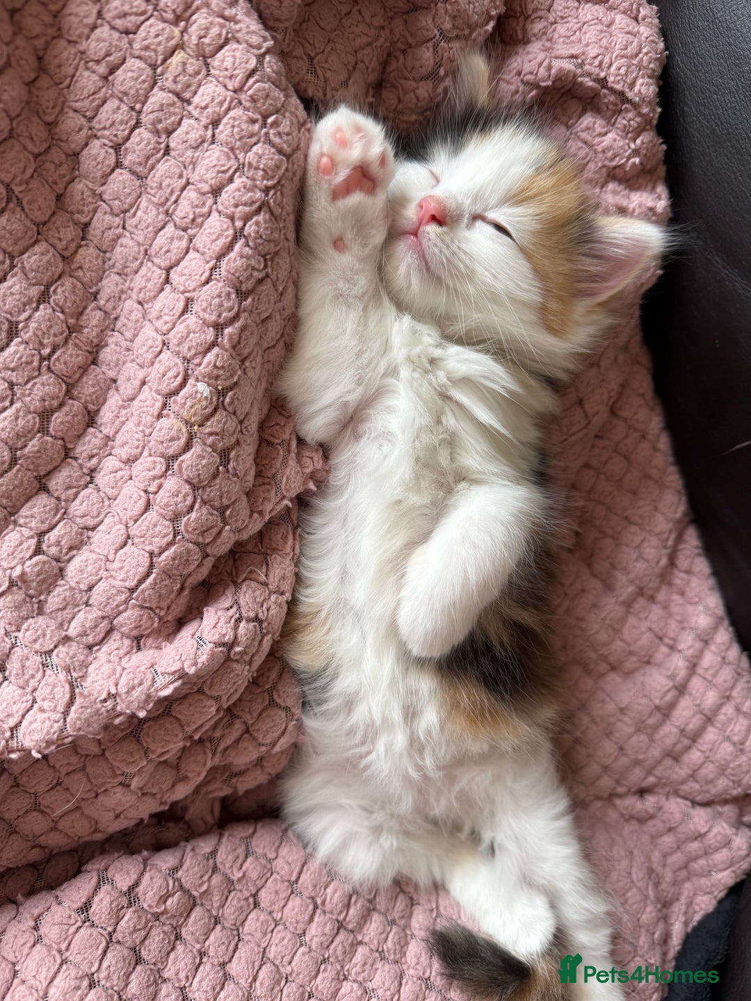 Ragdoll cats for sale: Adorable Ragdoll Kittens Ready Now - Image 2