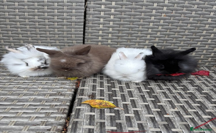 Lionhead rabbits - Advert 10