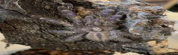 Mixed Breed invertebrates for sale: Various Invertebrates At Urban Exotics  - Advert 30