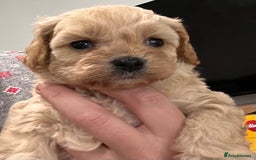Cavapoo dogs for sale: Cavapoo crossed cavapoo f2 toy puppies - Image 10