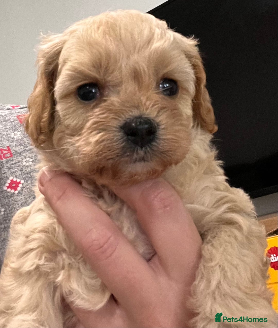 Cavapoo dogs for sale: Cavapoo crossed cavapoo f2 toy puppies - Image 10
