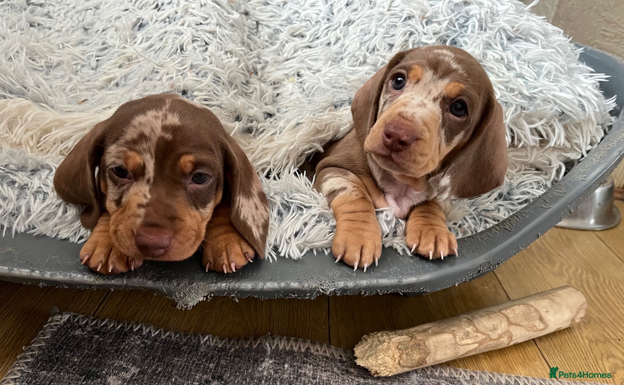 Dachshund dogs Dachshund Miniature x 2 boys - Advert 1