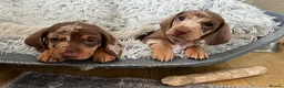 Dachshund dogs for sale: Dachshund Miniature x 2 boys - Advert 1