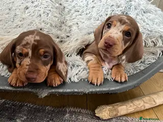 Dachshund dogs Dachshund Miniature x 2 boys - Advert 1