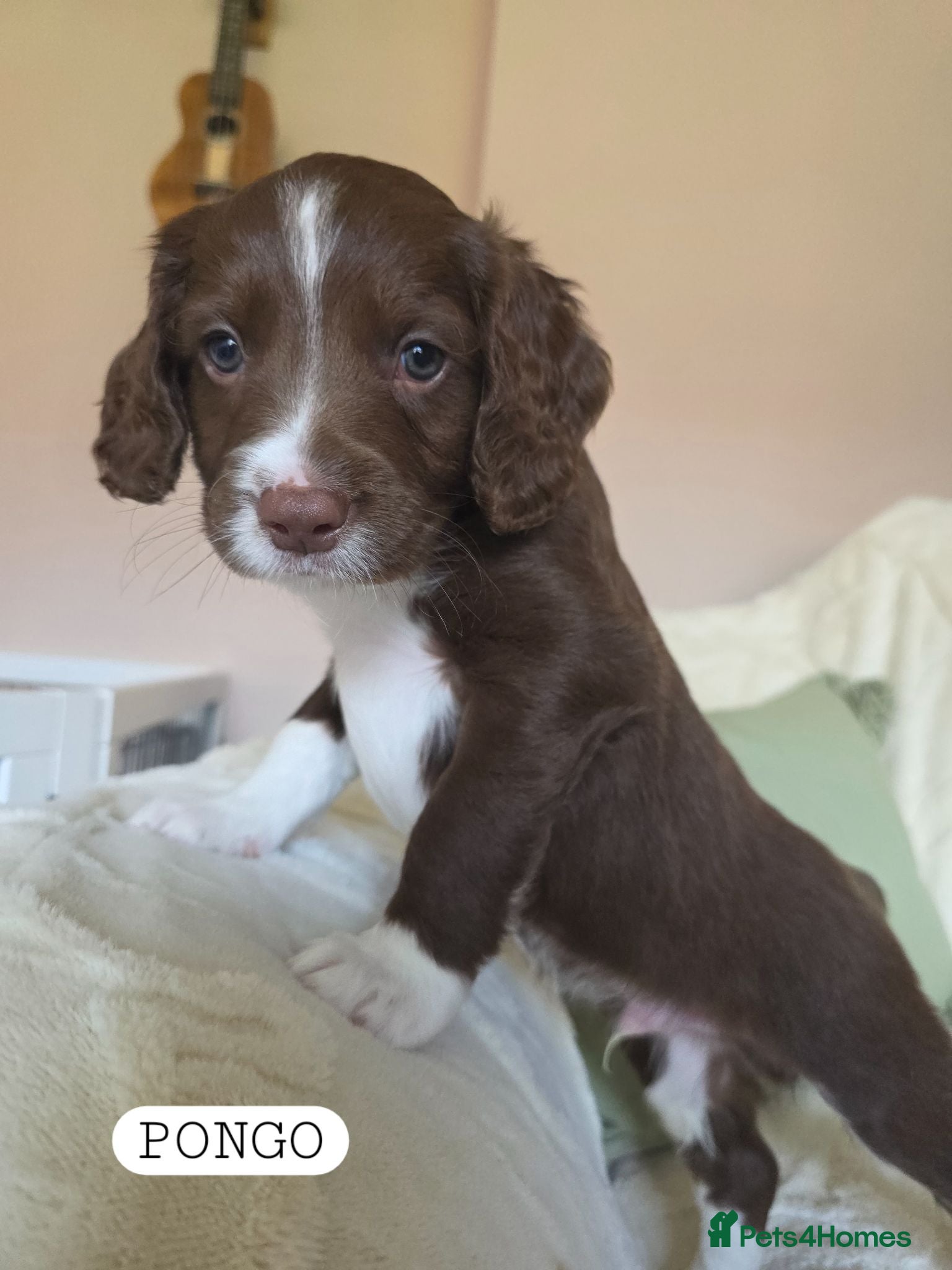 Mixed Breed dogs Bordoodle X Springer Spaniel puppies  - Advert 5