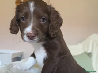 Mixed Breed dogs Bordoodle X Springer Spaniel puppies - Advert 5