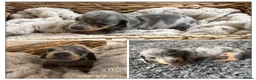 Miniature Dachshund dogs for sale: Miniature Dachshund Puppies ready to leave 5 weeks - Advert 3
