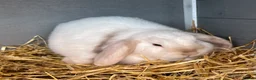 Mini Lop rabbits for sale: 2 mini lop boys - Advert 2
