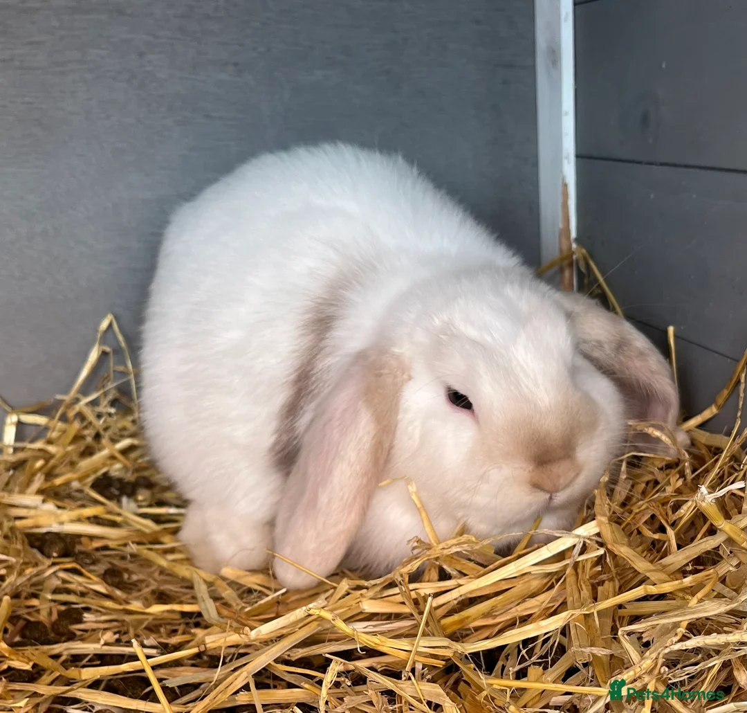 Mini Lop rabbits for sale: 2 mini lop boys - Advert 2
