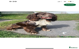 Cocker Spaniel dogs for sale: Merle cocker spaniels  - Image 27