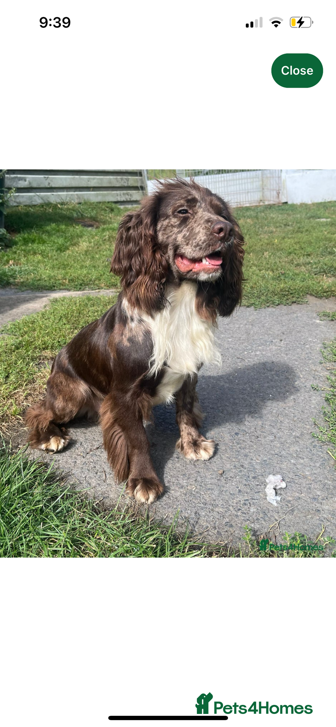 Cocker Spaniel dogs for sale: Merle cocker spaniels  - Image 27