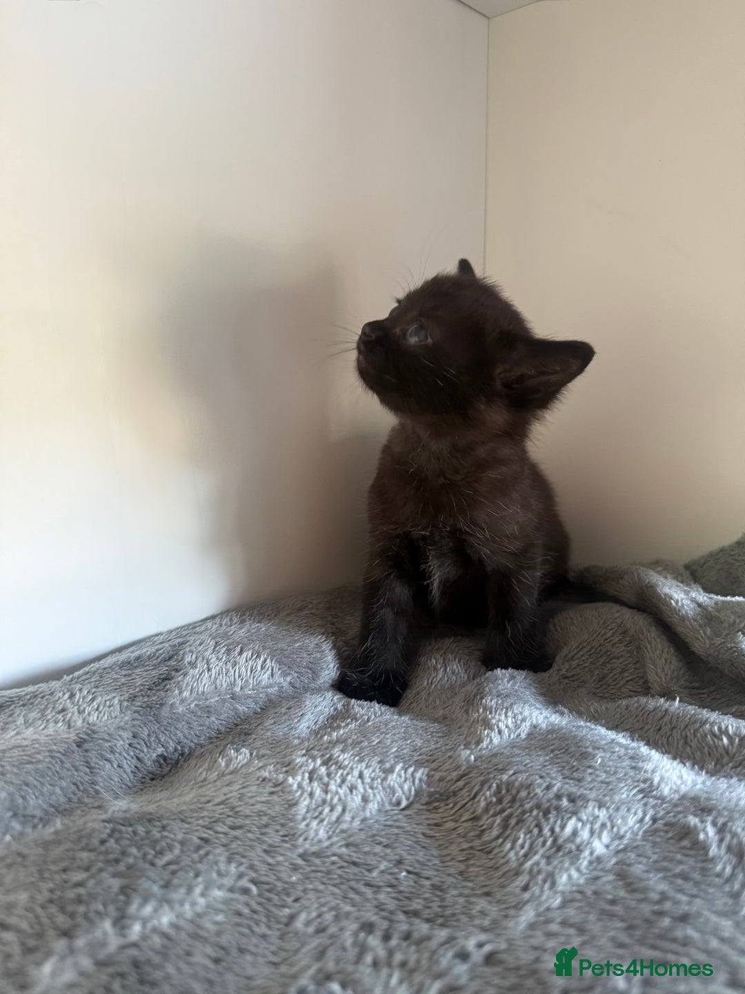 Ragdoll cats for sale: Beautiful Ragdoll X Kittens For Sale 🐾  - Image 21
