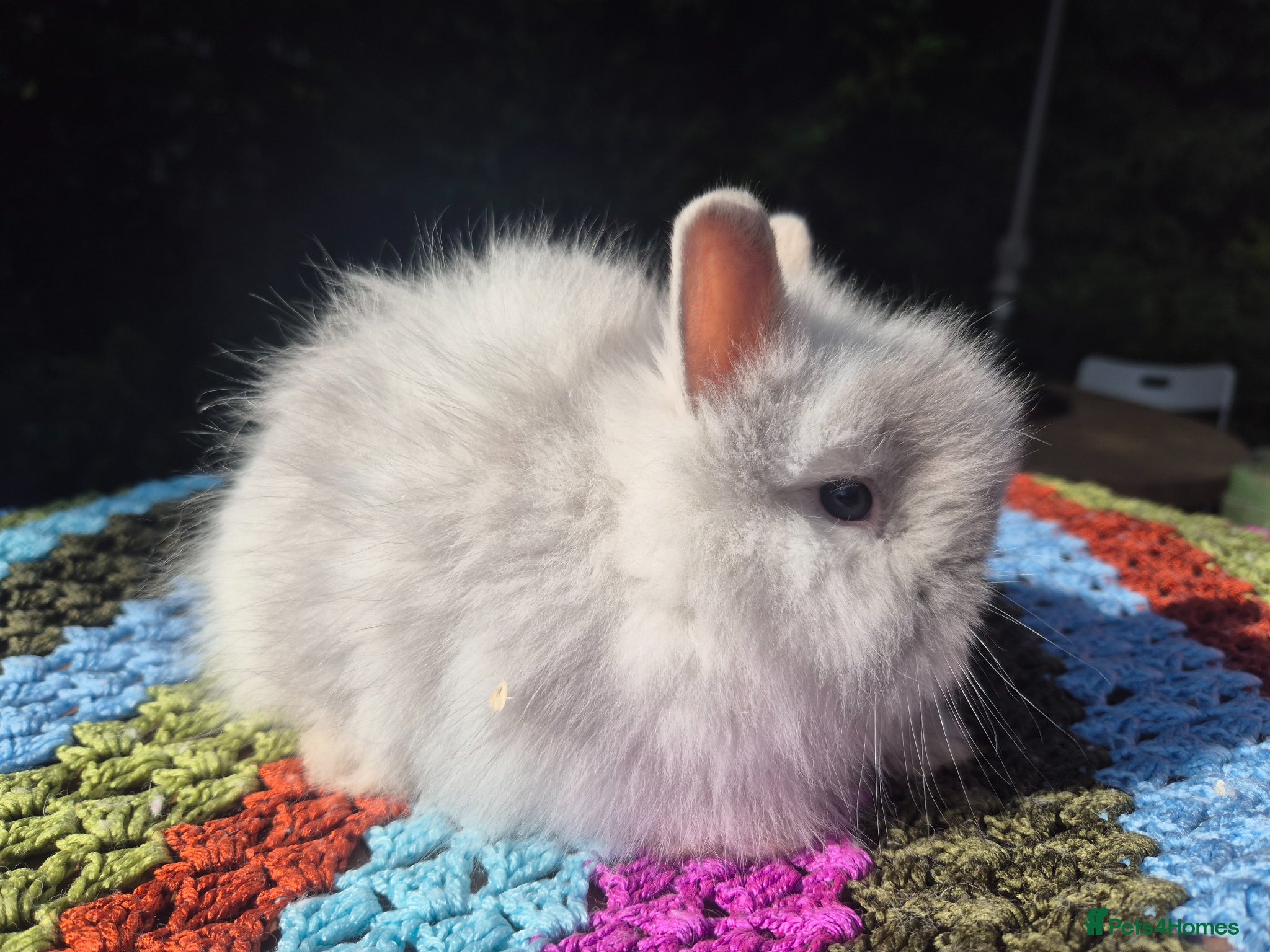 Angora rabbits 💓 STUNNING TEDDYDWERG BABIES- PARENTS IMPORTED 💙 - Advert 2