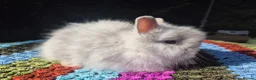 Angora rabbits for sale: 💓 STUNNING TEDDYDWERG BABIES- PARENTS IMPORTED 💙 - Advert 2
