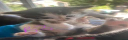 Mixed Breed cats for sale: Gorgeous litter of playful kittens - Advert 6