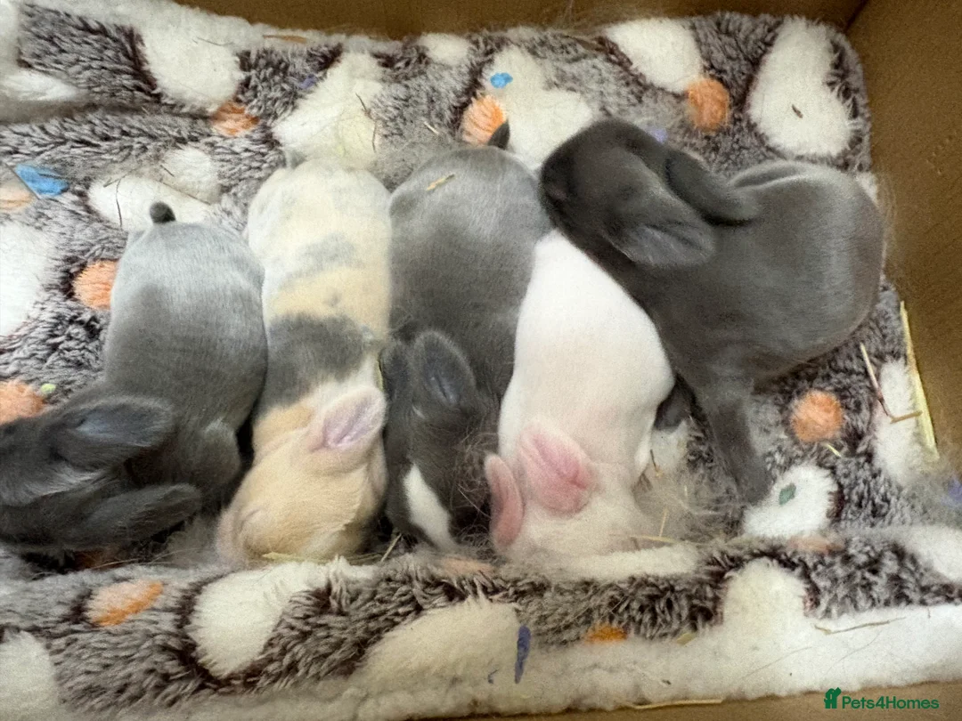 Mini Lop rabbits for sale: Minilops in Redruth - Advert 3