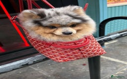 Pomeranian dogs for stud: Rare Blue & Tan Merle Pomeranian Stud– No Fee (£0) - Image 7