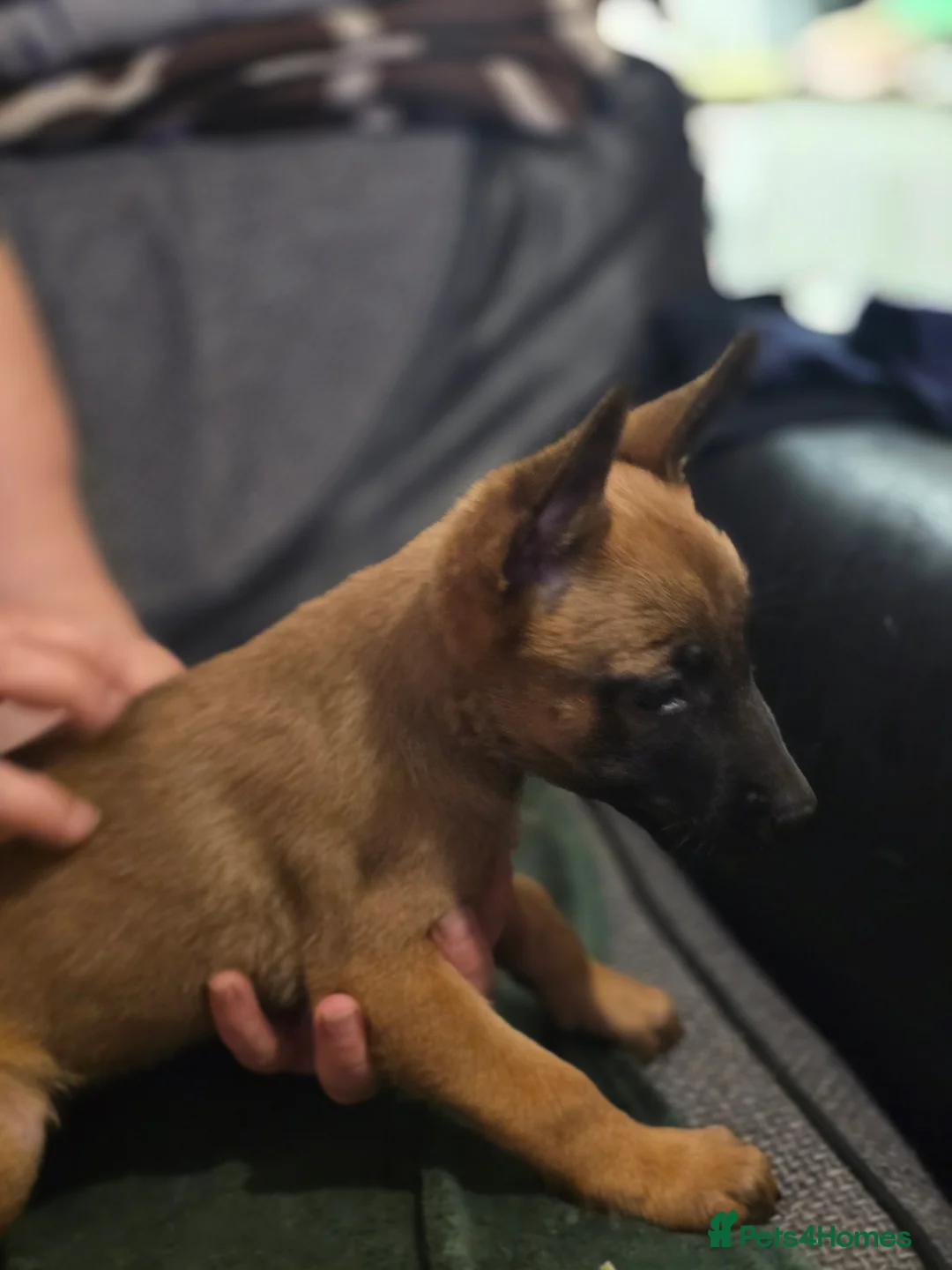 Belgian Shepherd Dog dogs for sale: Belgian Malinois Puppies- Ready for Loving Homes in Boston - Advert 5