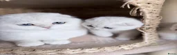 Scottish Fold cats for sale: Grandchampion Dad show Quality Rare scottish fold! - Advert 5