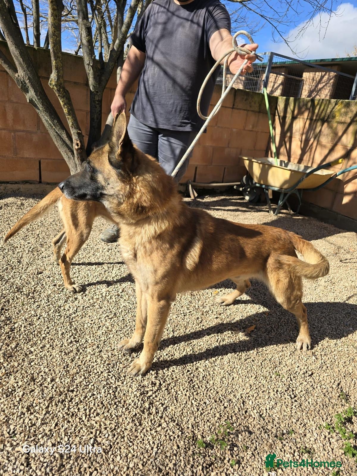 Mixed Breed dogs ‼️🚨URGENT🚨‼️ DIEGO💙🐾 - Advert 18