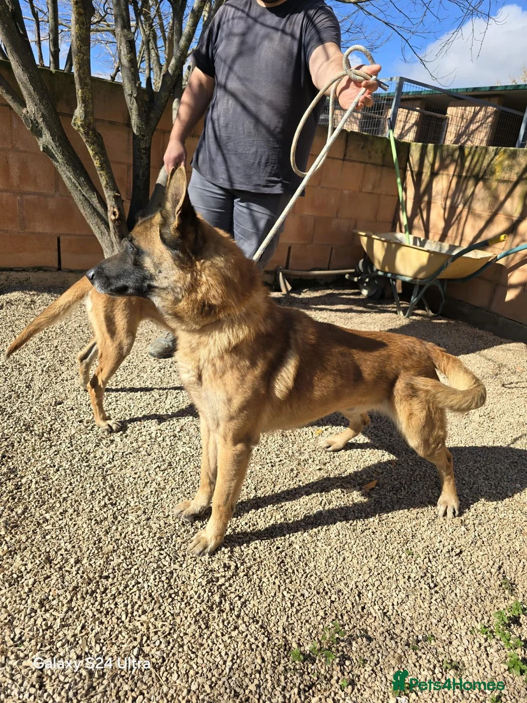 Mixed Breed dogs for adoption: ‼️🚨URGENT🚨‼️ DIEGO💙🐾 - Advert 1