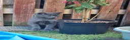 Mixed Breed cats for sale: Super Friendly Kittens for sale  in Edinburgh - Advert 8