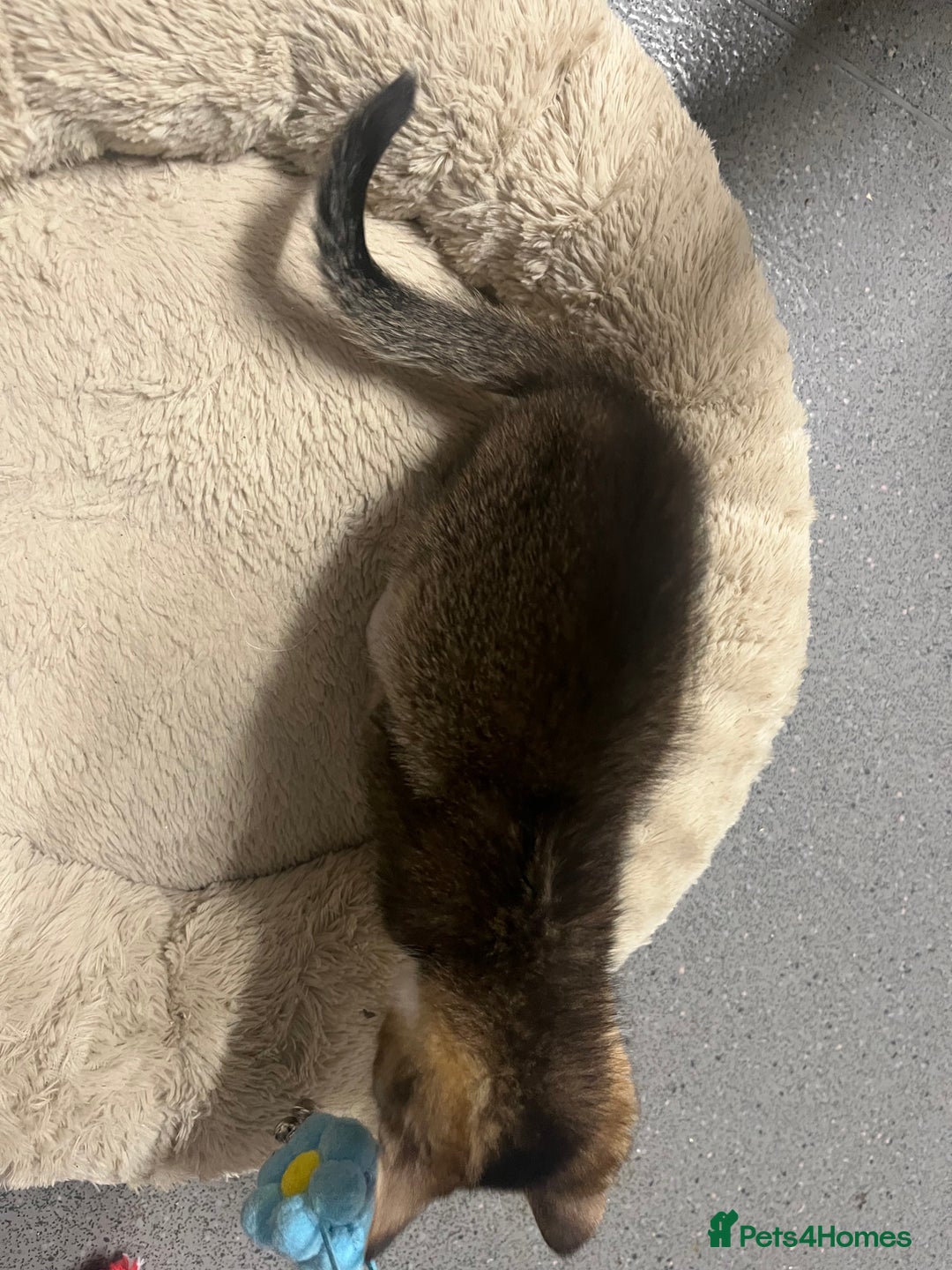 Siberian cats for sale: 🐾 Beautiful Siberian mixed green eyed boy Kitten - Advert 8