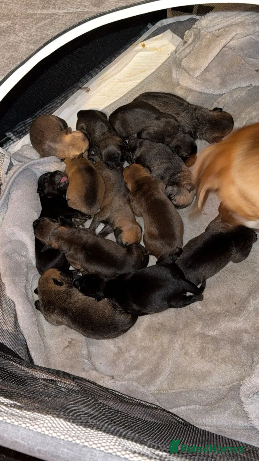 Mixed Breed dogs for sale: Rottweiler Cross Puppies.  - Advert 2