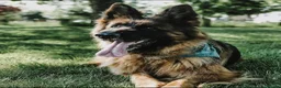 German Shepherd dogs for sale: KC Register German Shepherd puppies  in London - Advert 9