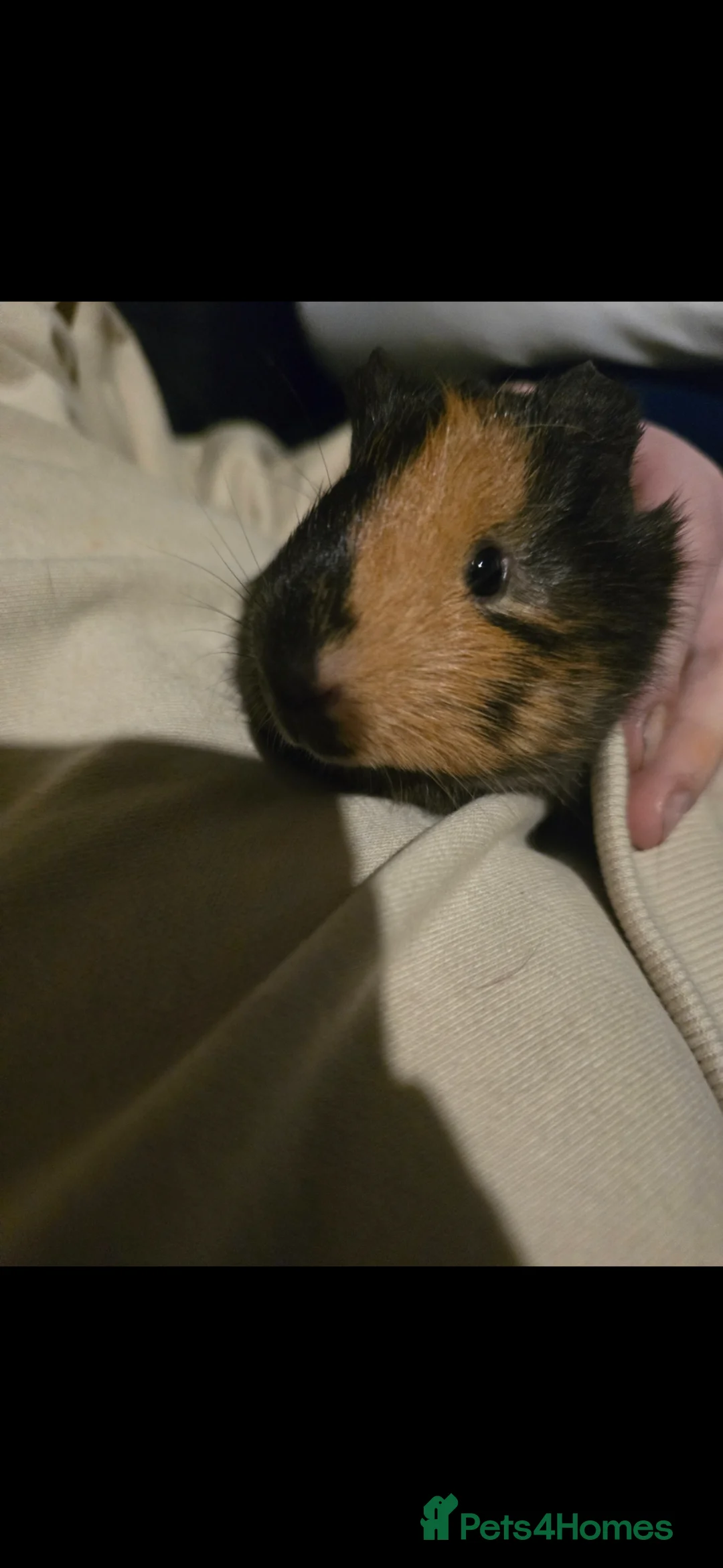 Guinea Pig rodents for sale: 2 male guinea pigs (expirienced owner needed) in Mexborough - Advert 2
