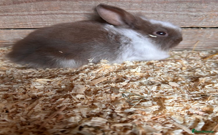 Lionhead rabbits - Advert 2