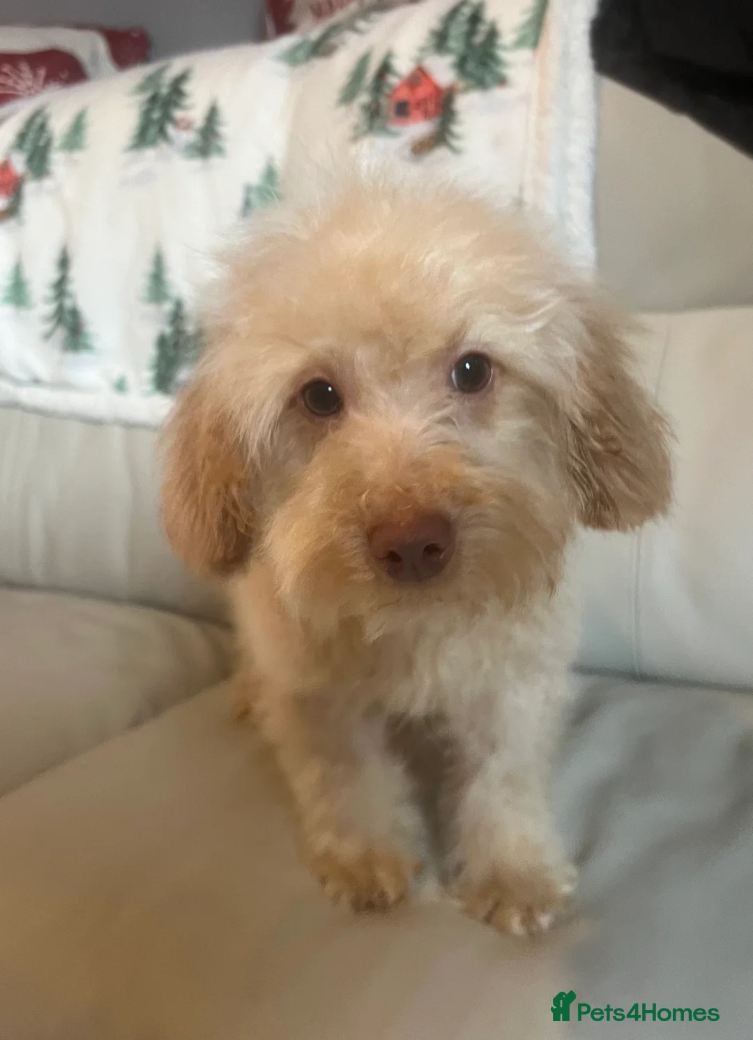 Miniature Poodle dogs for sale: Miniature poodle puppy - Advert 7