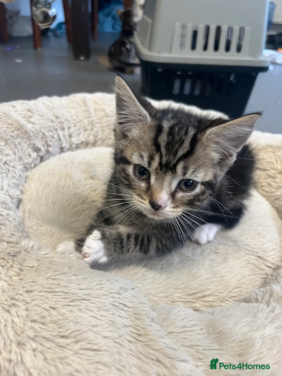 Mixed Breed cats for sale: Stunning 7 week old Mixed Breed Male Tabby Kittens - Advert 2
