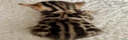 Bengal cats for sale: 🔥🏆Luxury Bengal Boys Ready🏆🔥 in Birmingham - Advert 7