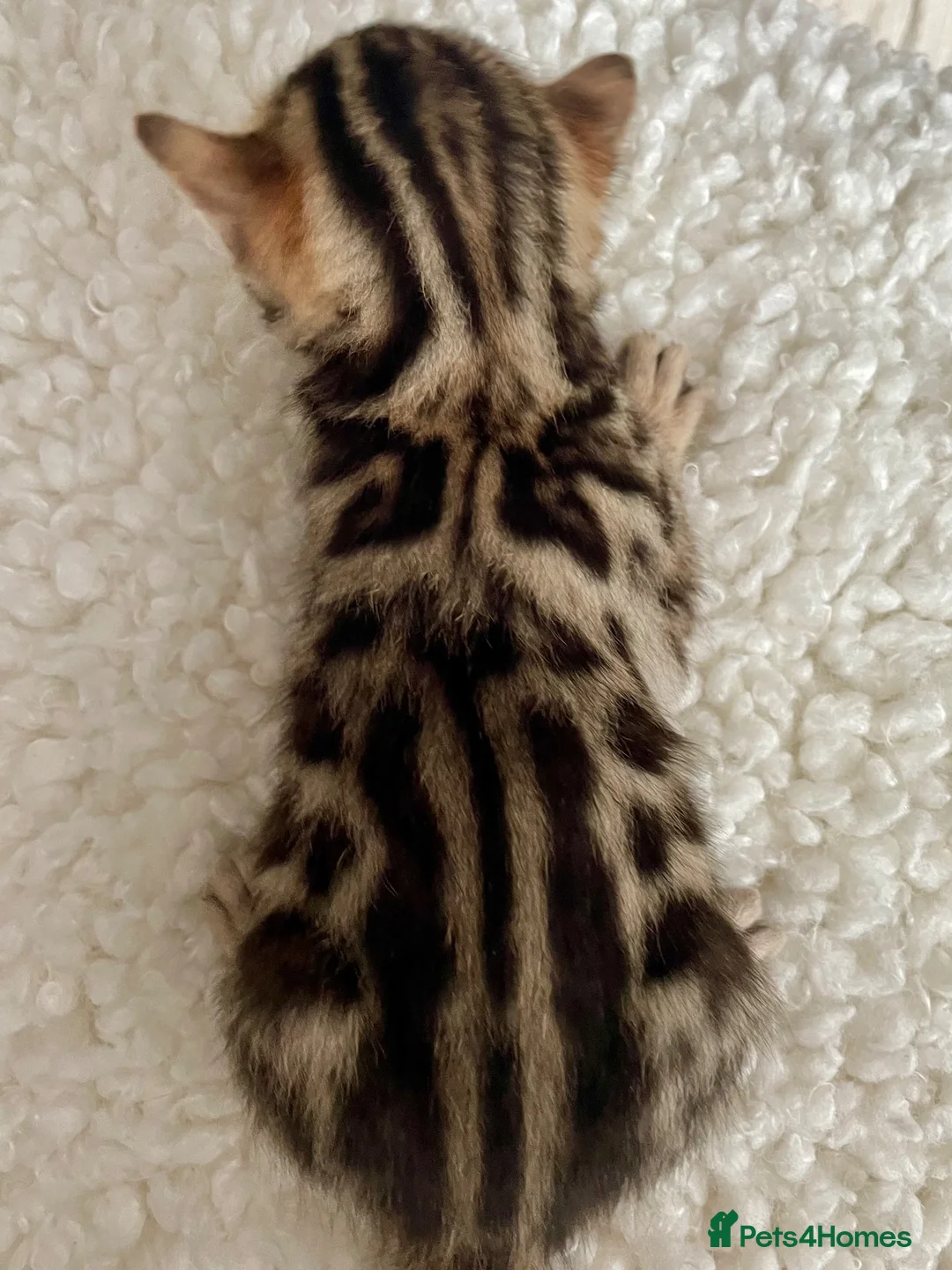 Bengal cats for sale: 🔥🏆Luxury Bengal Boys Ready🏆🔥 in Birmingham - Advert 7
